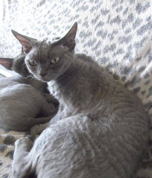 Grizabella Venus Heartrap and DaddyObongo friendee align=
