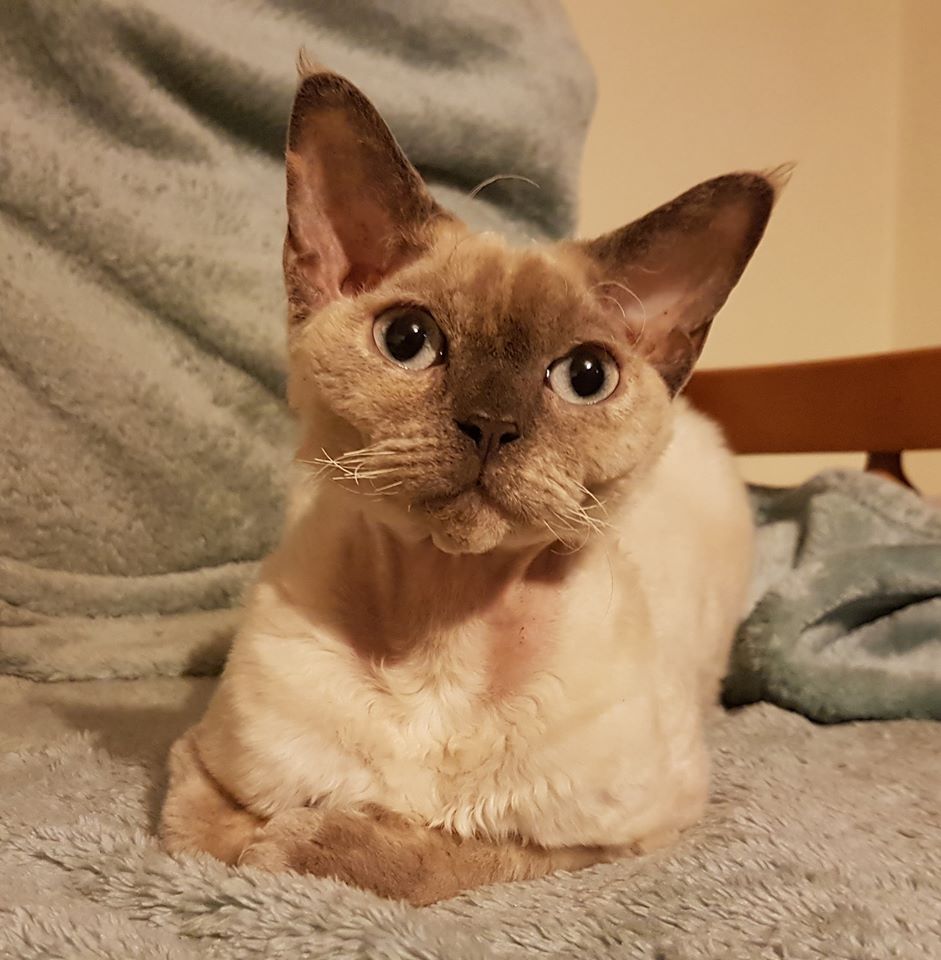 Picture of Daddyo Electric Alice
