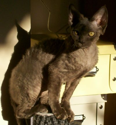 Devon+rex+black+smoke